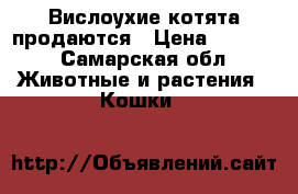 Вислоухие котята продаются › Цена ­ 1 500 - Самарская обл. Животные и растения » Кошки   